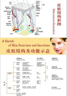 皮肤结构及功能示意图图片