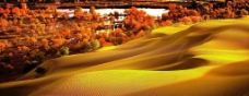 沙漠新疆胡杨图片
