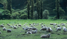 休憩的羊群图片