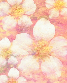 花卉溶图图片
