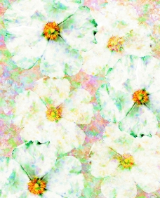 黄蕊白花图片