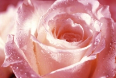 浪漫情人节婚庆晶莹露珠清纯粉红玫瑰（实际像素下非高清）图片