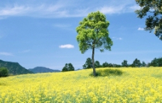 蓝天绿树黄花图片