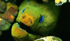 绿海鳗图片