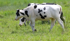 乳牛牧场图片