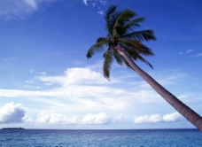 海岛风情椰树蓝天大海海岸美景岛屿风情图片