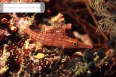 深海鱼深海海底世界生物珊瑚鱼群潜水员探秘礁石安静海胆水母鱼海星