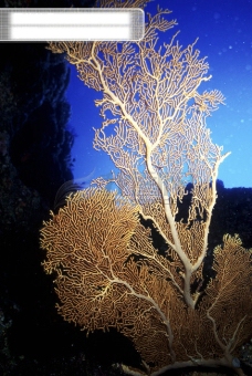 静物深海海底世界生物珊瑚鱼群潜水员探秘礁石安静海胆水母鱼海星