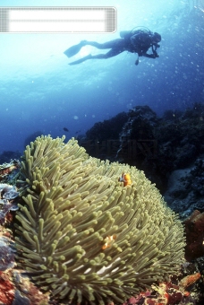 深海探秘深海海底世界生物珊瑚鱼群潜水员探秘礁石安静海胆水母鱼海星