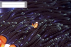 生物世界深海海底世界生物珊瑚鱼群潜水员探秘礁石安静海胆水母鱼海星