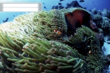 深海探秘深海海底世界生物珊瑚鱼群潜水员探秘礁石安静海胆水母鱼海星