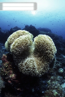 生物世界深海海底世界生物珊瑚鱼群潜水员探秘礁石安静海胆水母鱼海星