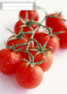 番茄西红柿小番茄红番茄红西红柿特写高清晰