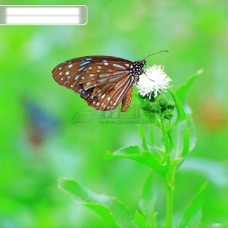 昆虫物语动物与植物的和谐相处昆虫与植物和谐相处蝴蝶