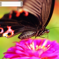 昆虫物语动物与植物的和谐相处昆虫与植物和谐相处蝴蝶