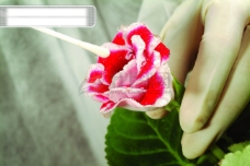 植物生化科技试管细胞组织液微生物人体