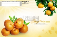 水果果实桔子新鲜健康营养水果影骑韩国实用设计分层源文件PSD源文件