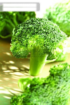 健康蔬菜全球首席大百科什锦蔬菜新鲜健康农产品营养