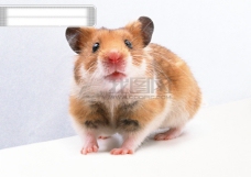 小动物世界小动物动物世界老鼠小老鼠灰老鼠试验