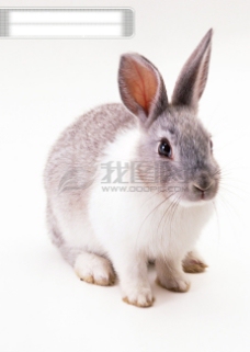 小动物世界小动物动物世界兔子可爱灰兔