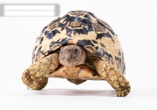 小动物世界小动物乌龟海龟动物世界千年乌龟王八稀有品种
