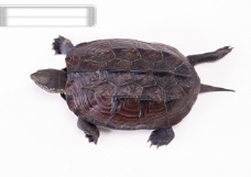 小动物世界小动物乌龟海龟动物世界千年乌龟王八