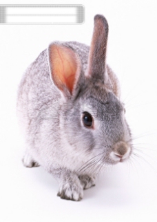 小动物世界小动物动物世界兔子可爱灰兔