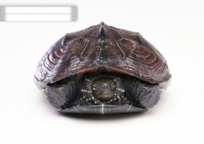 小动物世界小动物乌龟海龟动物世界千年乌龟王八