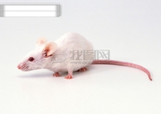 小动物世界小动物动物世界老鼠小老鼠白老鼠试验品