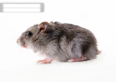 小动物世界小动物动物世界老鼠小老鼠灰老鼠偷偷摸摸