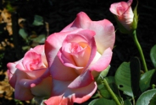 粉红玫瑰花苞图片