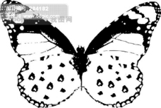 蝴蝶百科全球首席大百科水墨黑白笔刷昆虫蝴蝶虫子拓印