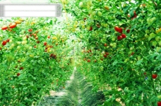 水果大全全球首席设计大百科果园风光园林花开花落开花结果蔬菜水果重地