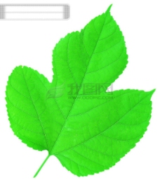 叶脉绿叶全球首席设计大百科树叶绿叶枫叶红叶叶子叶片叶脉