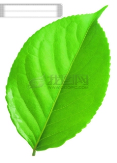 绿树全球首席设计大百科树叶绿叶枫叶红叶叶子叶片叶脉