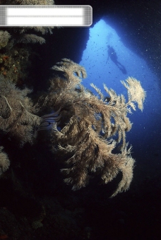 深海探秘全球首席大百科海底探索探秘深海珊瑚潜水潜水员