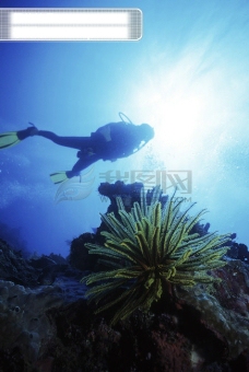 深海探秘全球首席大百科海底探索探秘深海珊瑚潜水潜水员