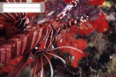 全球首席大百科深海生物鱼珊瑚海底
