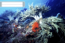 深海鱼全球首席大百科深海生物鱼珊瑚海底
