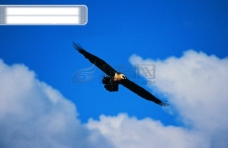 鸟类动物鸟自由翱翔飞翔飞行飞行动物种类品种神秘广告素材大辞典