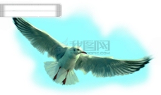 鸟类动物大自然鸟种类品种飞行动物候鸟广告素材大辞典