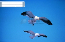 鸟类动物鸟自由翱翔飞翔飞行飞行动物种类品种神秘广告素材大辞典