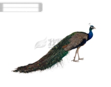 鸟类动物大自然鸟种类品种飞行动物候鸟广告素材大辞典