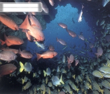 深海生物海底大海深海碧海海水礁石珊瑚海藻鱼群生物神秘广告素材大辞典