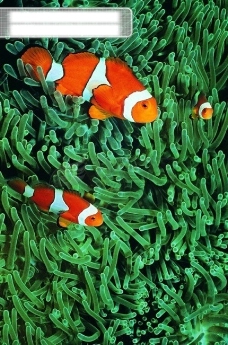 深海鱼海底大海深海碧海海水礁石珊瑚海藻鱼群生物神秘广告素材大辞典