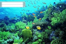深海生物海底大海深海碧海海水礁石珊瑚海藻鱼群生物神秘广告素材大辞典