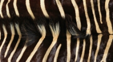 流行时尚皮草非洲斑马纹理时尚流行华丽斑点条纹图片
