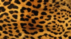 华丽纹理皮草皮革非洲豹纹理时尚流行华丽斑点图片
