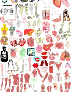 人体器官人体结构器官图片