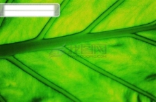 茂盛叶子茂盛绿叶叶子树叶落叶叶脉脉络形状特点标本广告素材大辞典